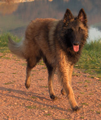 Abyss des canis du brabant