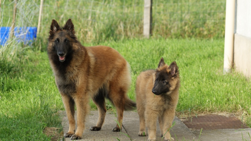 Abyss des canis du brabant