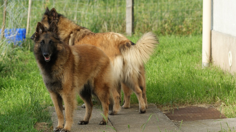 Abyss des canis du brabant