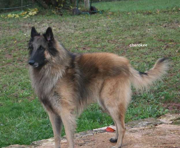 Cherokee de l'esprit des Mohicans