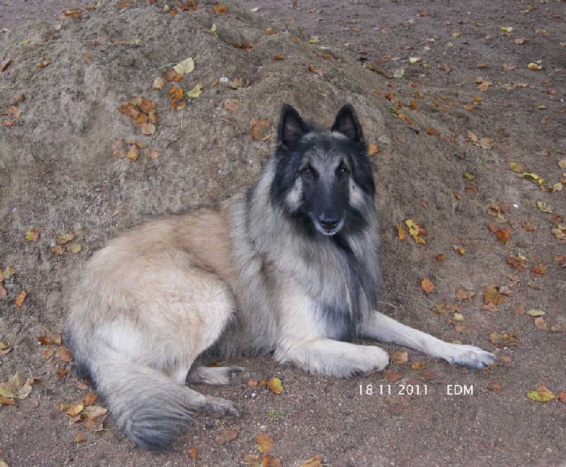 Cirius de l'esprit des Mohicans