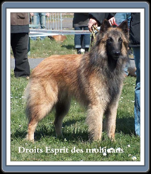 Chayton de l'esprit des Mohicans